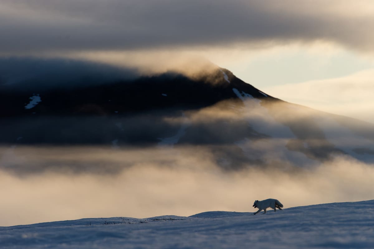 Sergey Gorshkov Arctic Fox Photograph