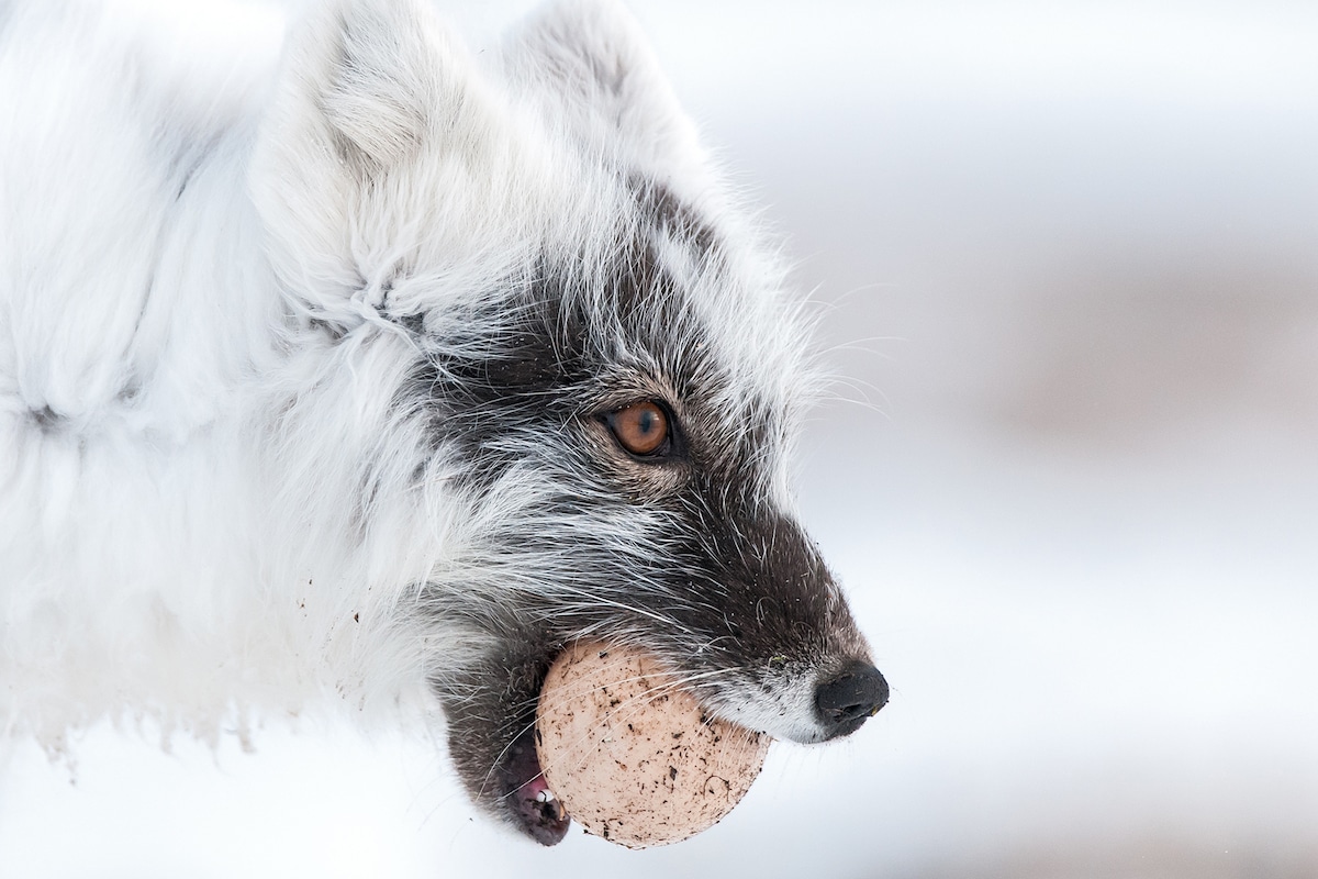 Sergey Gorshkov Arctic Fox Photography