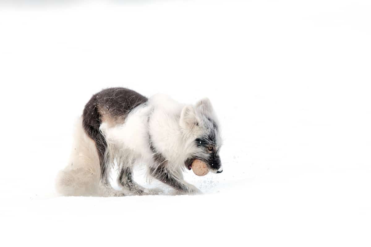 Sergey Gorshkov Arctic Fox Photography