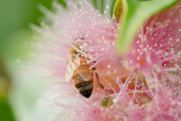 Easy Beekeeping with Flow Hive