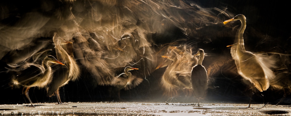 Bird Photographer of the Year 2018 Bird Photography Contest