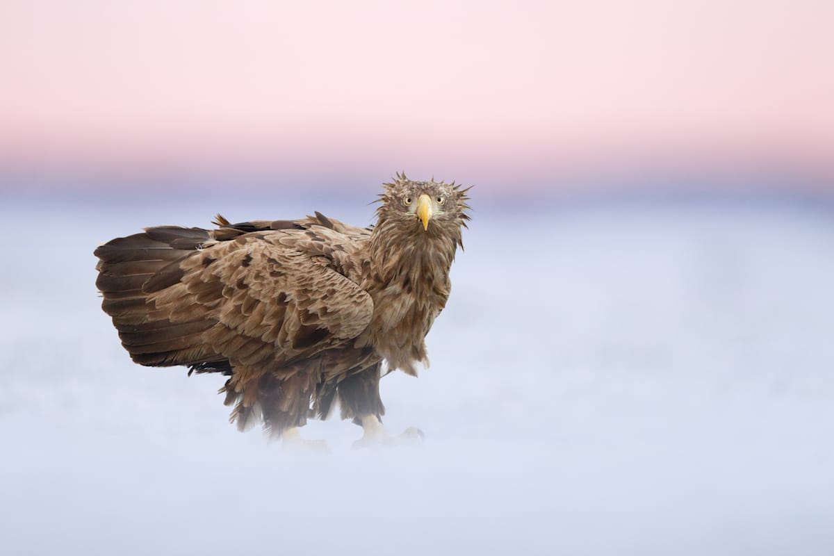 Bird Photographer of the Year 2018 Bird Photography Contest