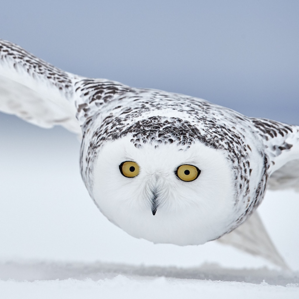 Bird Photographer of the Year Awards Features the Best Bird Photography