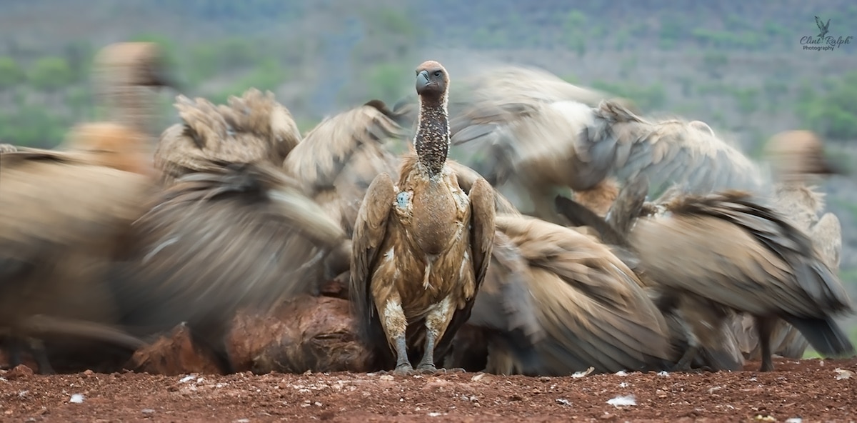 Bird Photographer of the Year 2018 Bird Photography Contest