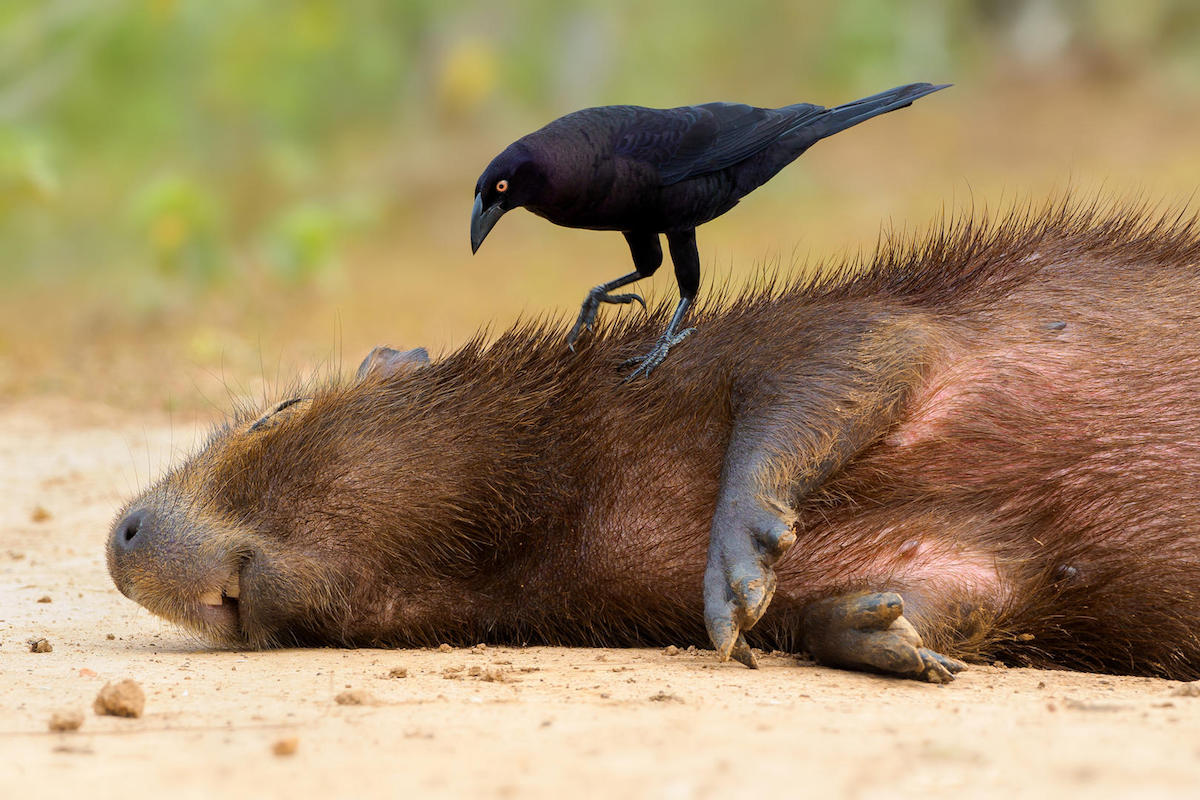 Bird Photographer of the Year 2018 Bird Photography Contest