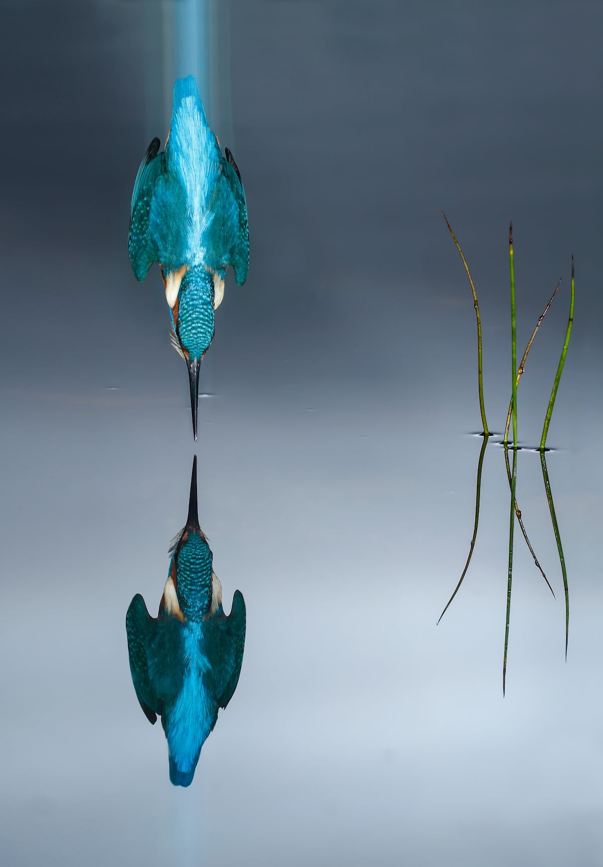 Bird Photographer of the Year 2018 Bird Photography Contest