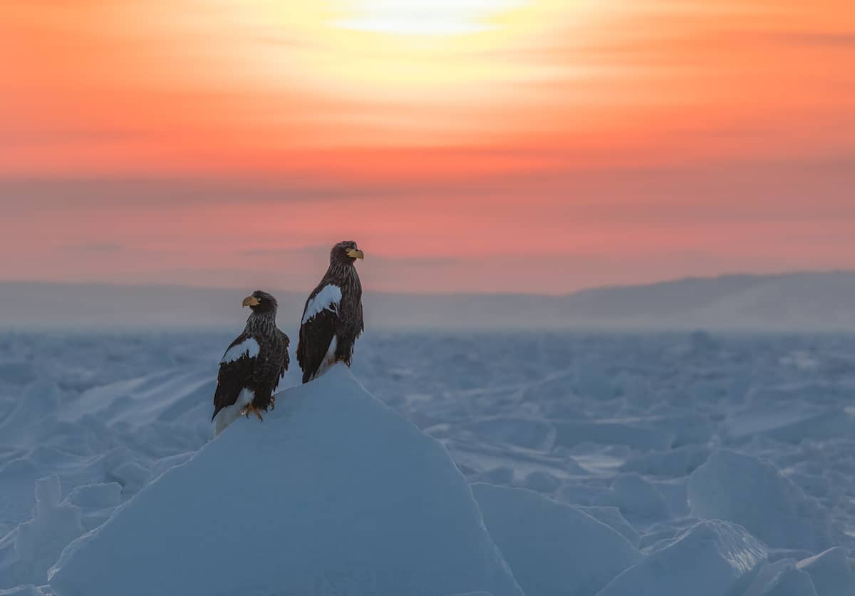 Bird Photographer of the Year 2018 Bird Photography Contest