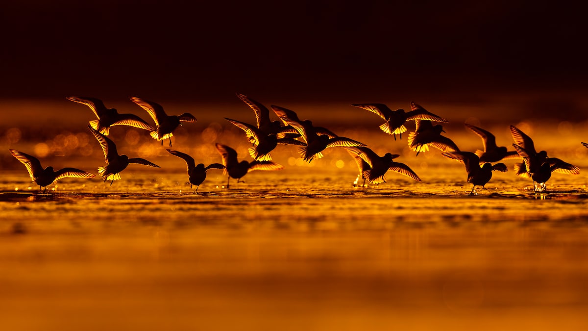 Bird Photographer of the Year 2018 Bird Photography Contest