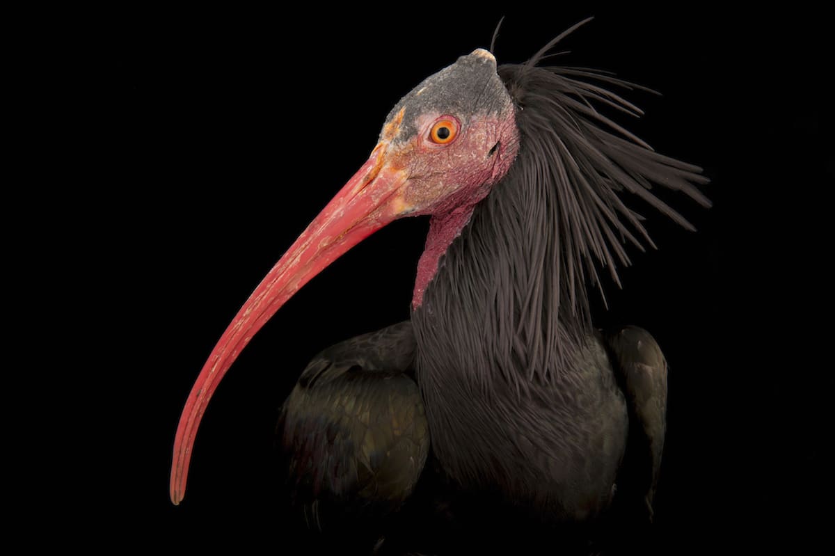 Bird Species Animal Portraits by Joel Sartore