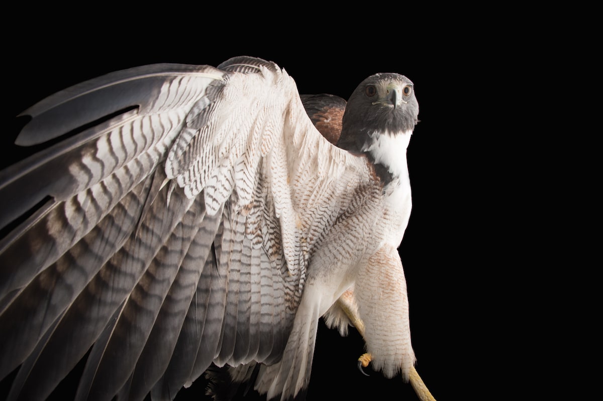 Bird Species Animal Portraits by Joel Sartore