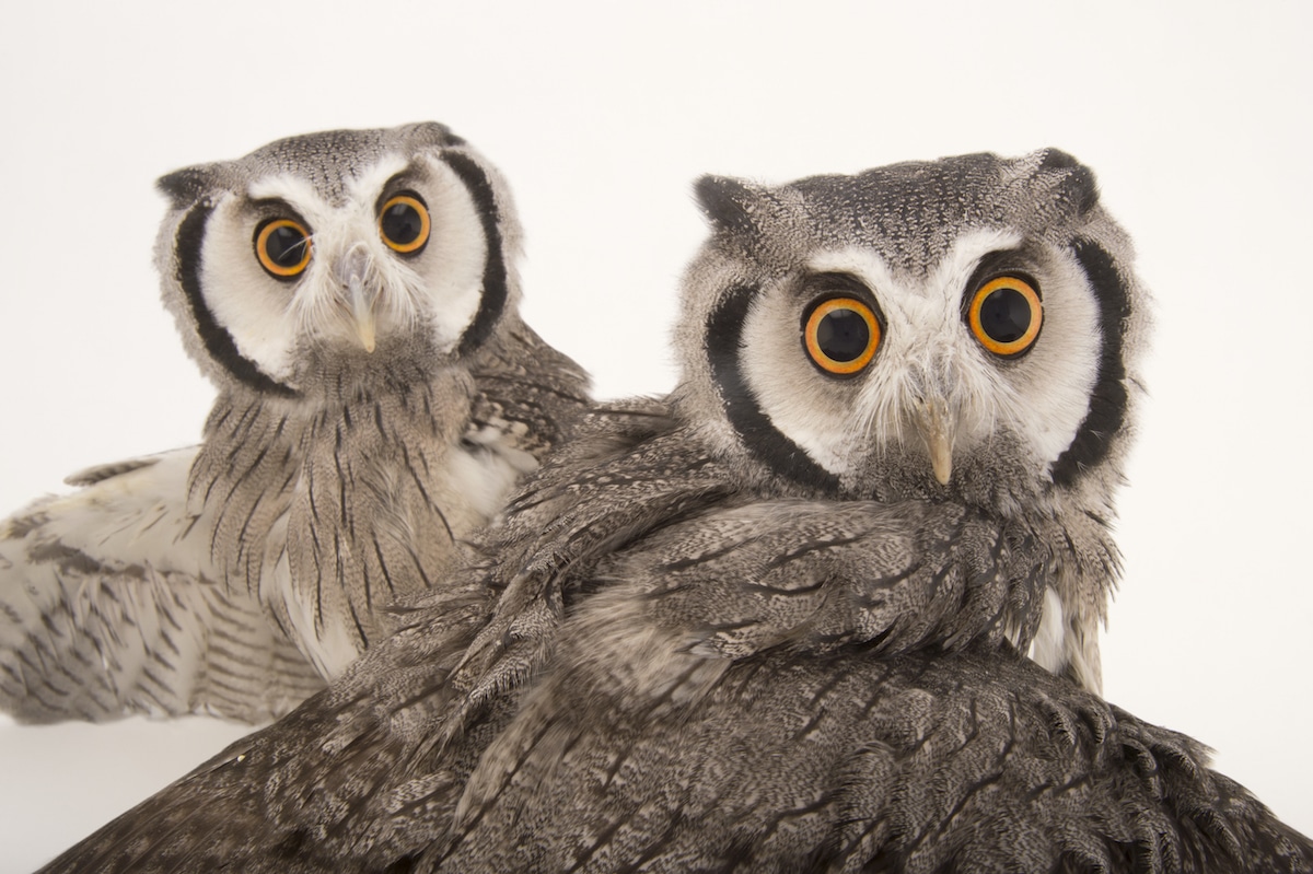 Bird Species Animal Portraits by Joel Sartore