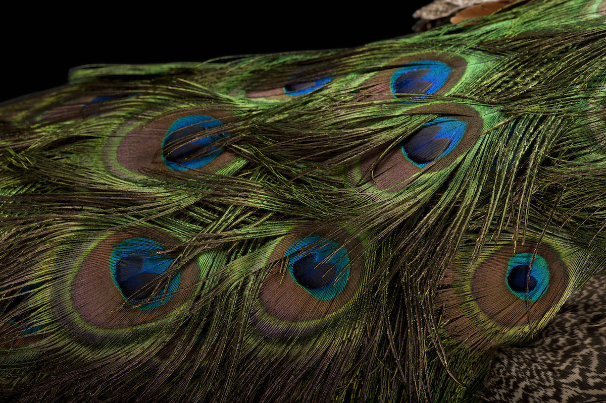 Bird Species Animal Portraits by Joel Sartore