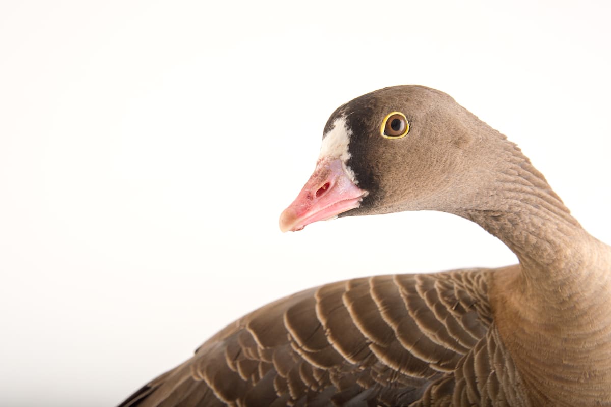 Bird Species Animal Portraits by Joel Sartore