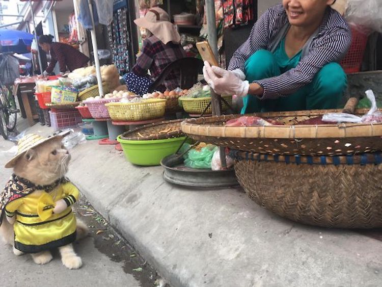 Cats in Clothes