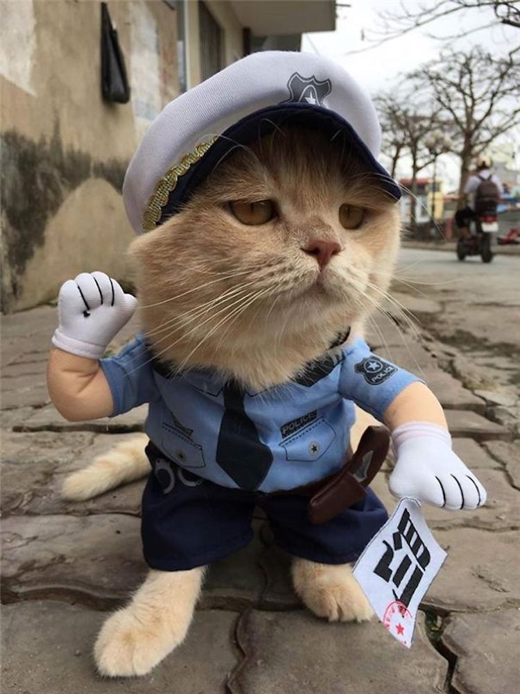 Cats in Funny Clothes