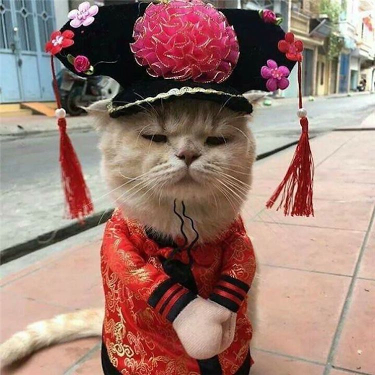 Cats in Funny Clothes