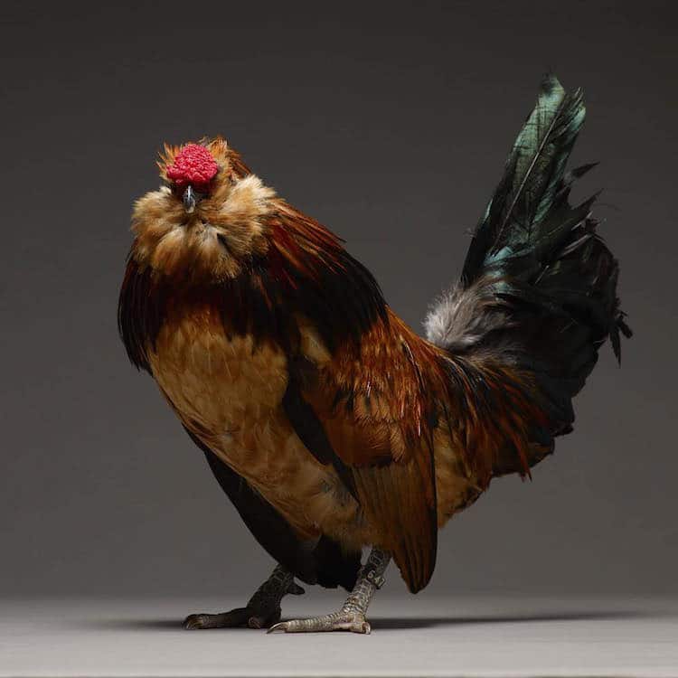 Photobook Captures Diverse Beauty Of 100 Different Types Of Chickens