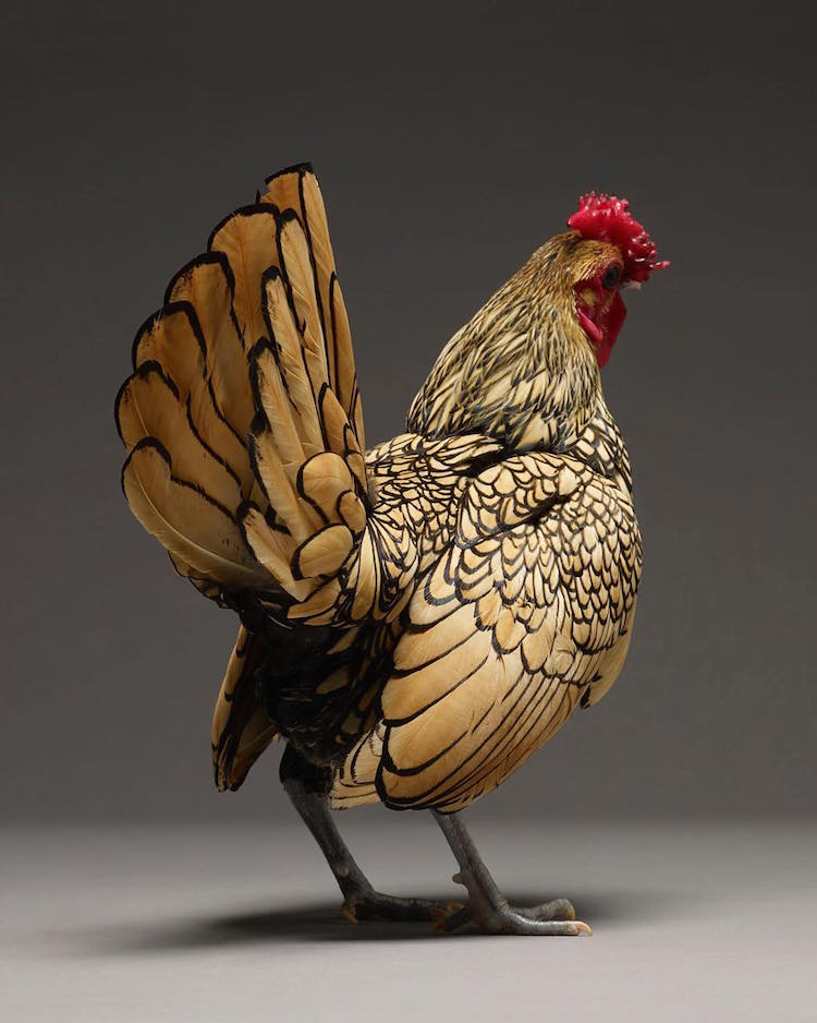 most beautiful chicken breeds