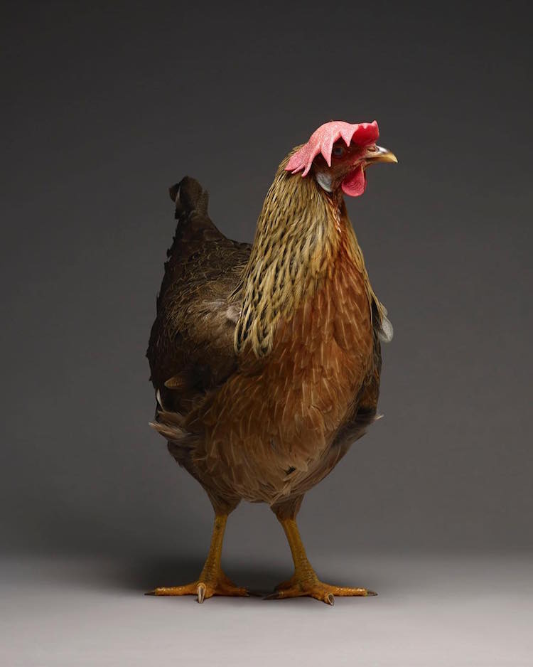 libro de fotografía de diferentes tipos de gallinas