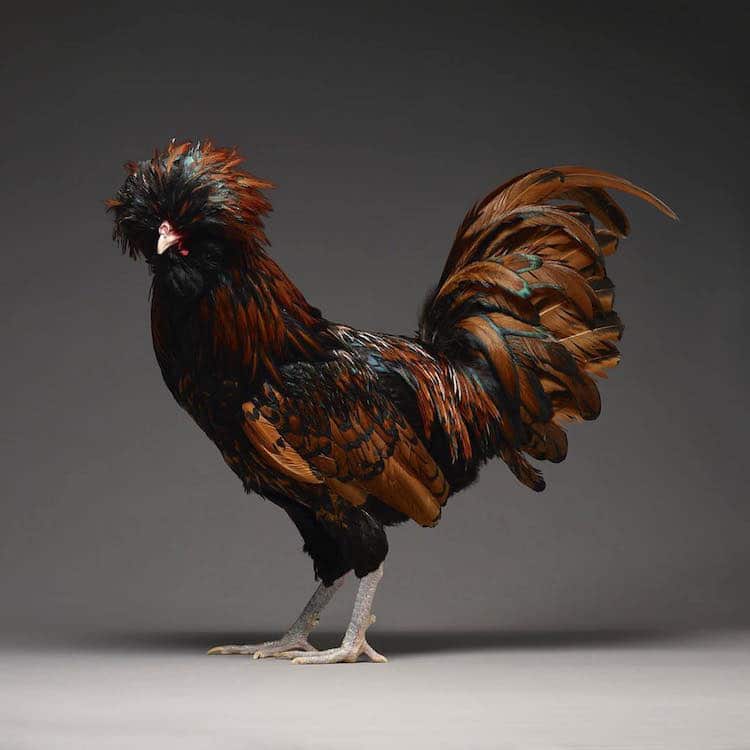 most beautiful chicken breeds