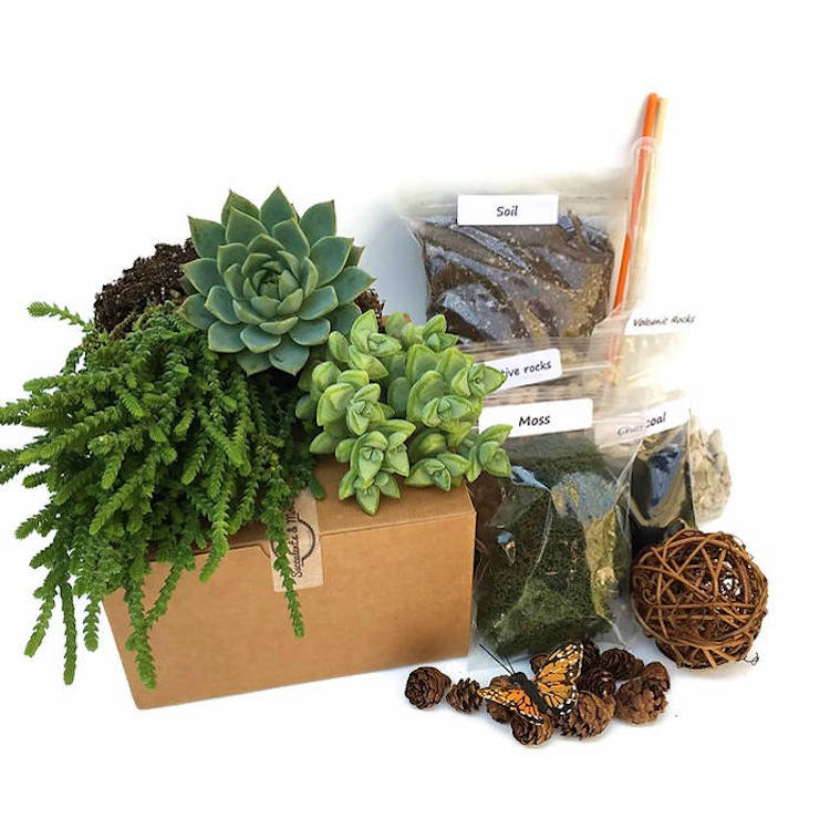 DIY Terrarium Kit