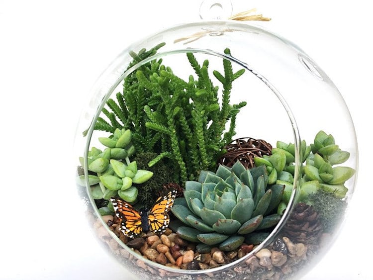 DIY Terrarium Kit