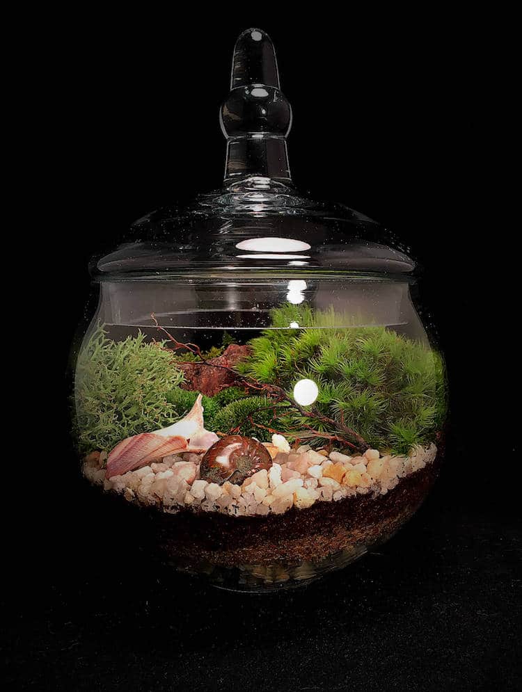 DIY Terrarium Kit