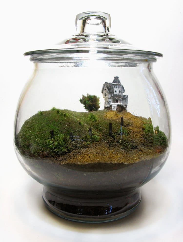 DIY Terrarium Kit