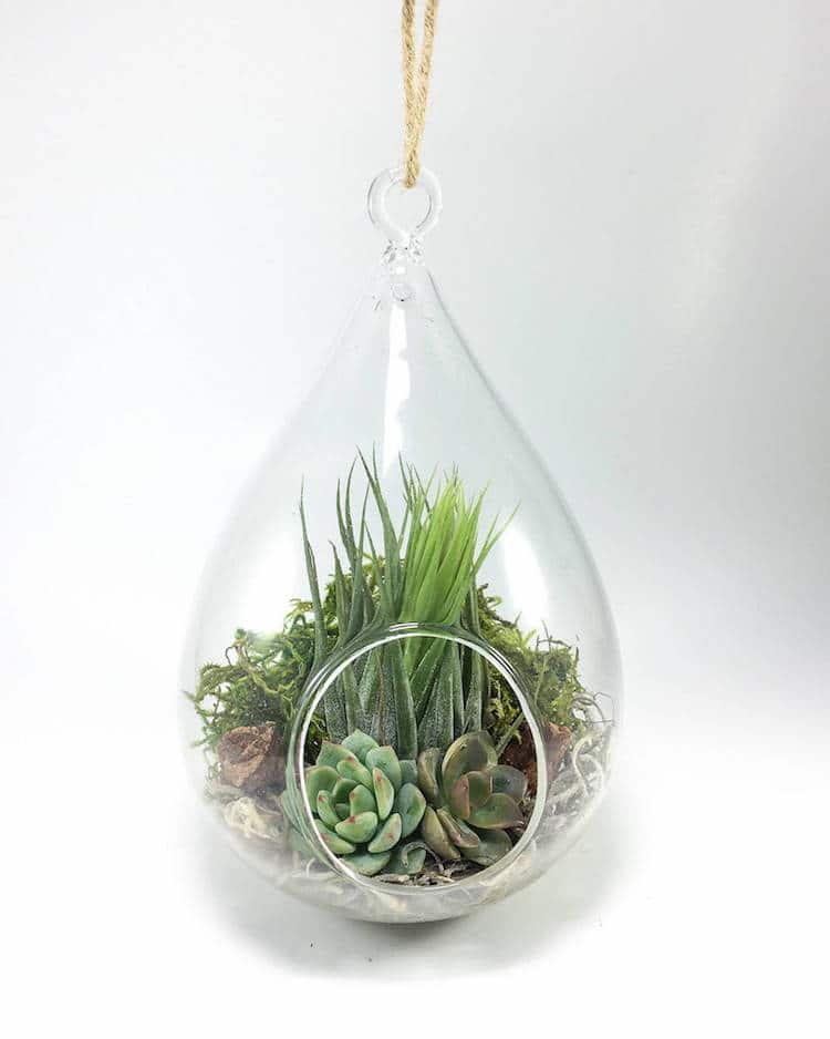 DIY Terrarium