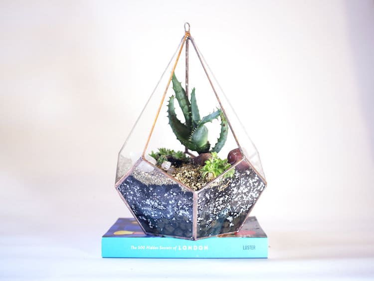 Learn How to Make a DIY Terrarium in 3 Easy Steps