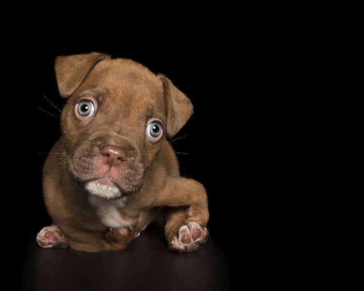 Retratos de perros de rescate por Alex Cearns