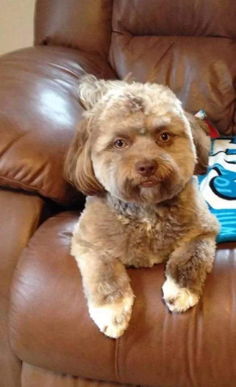 Shih-Poo Dog with Human Face