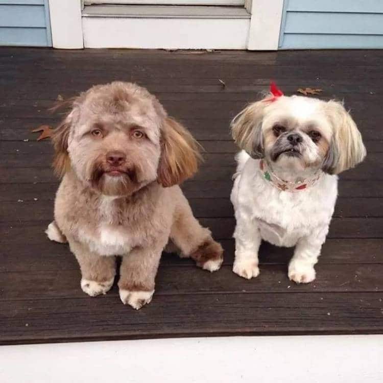 Shih-Poo Dog with Human Face