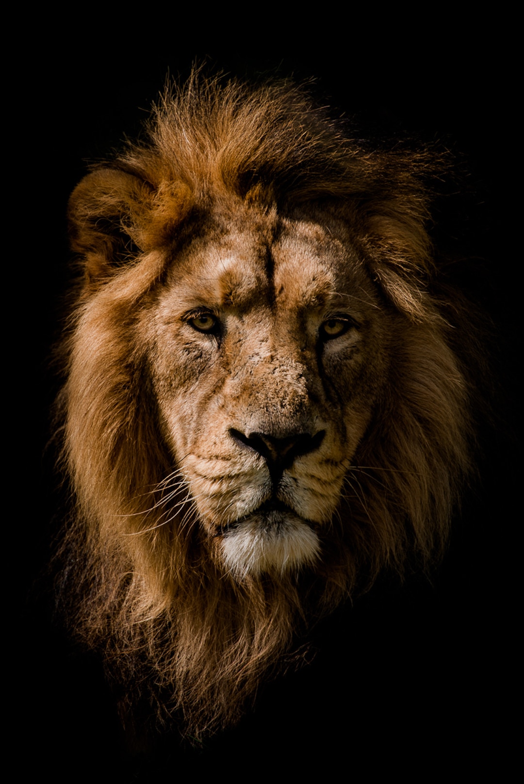 wild animal photography portraits