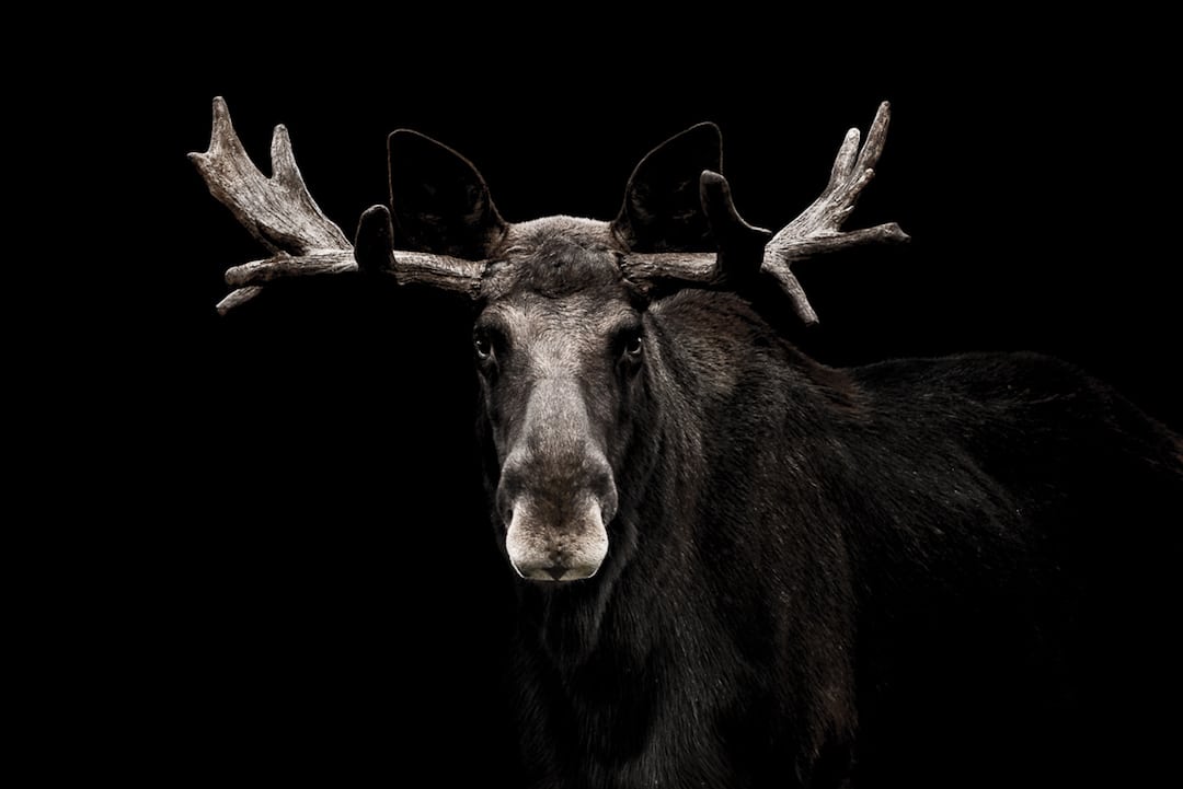 George Wheelhouse Animal Portraits British Wildlife Photography