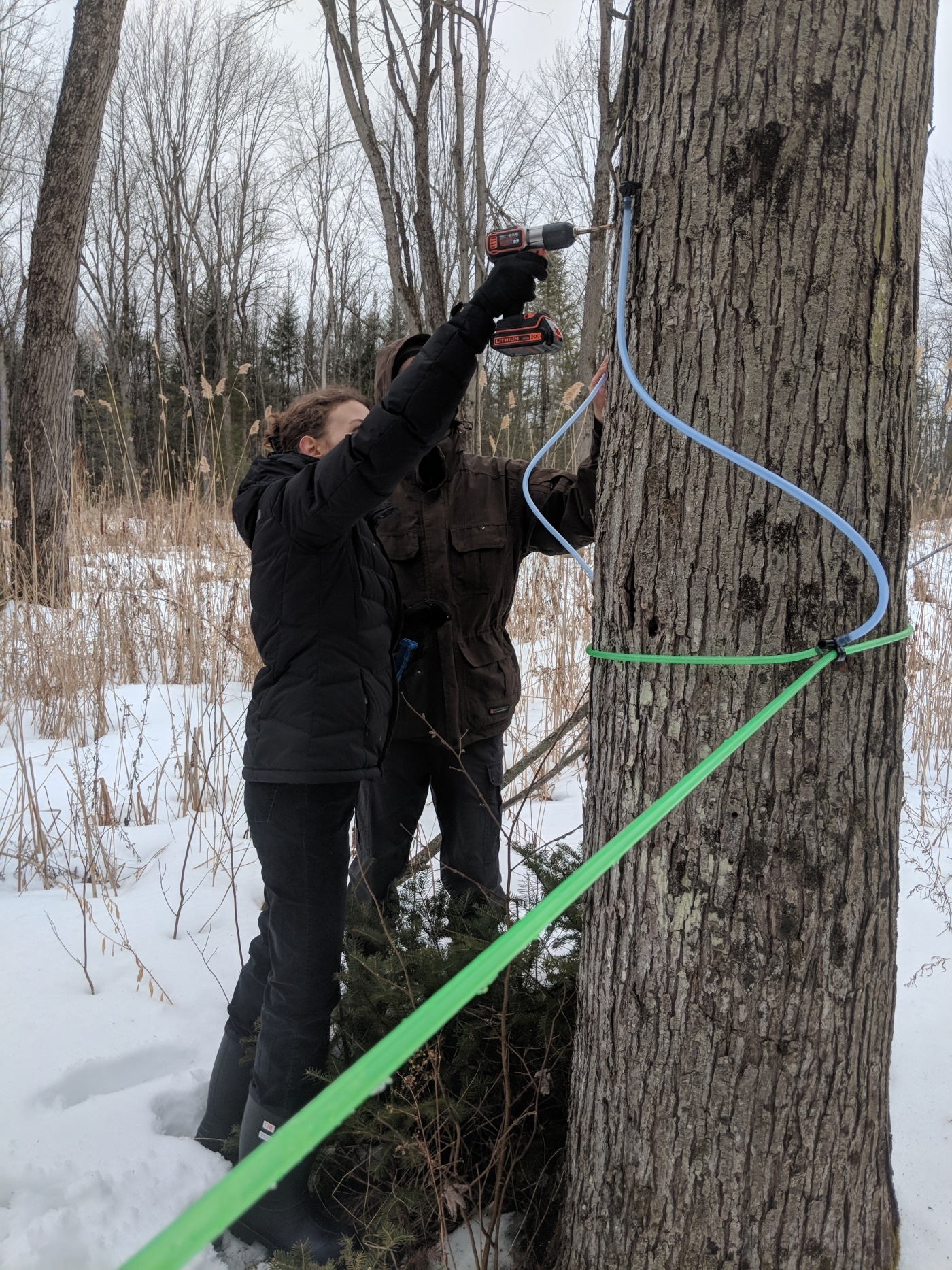 Man’s DIY Maple Tree Tapping System Collects 100 Gallons of Sap