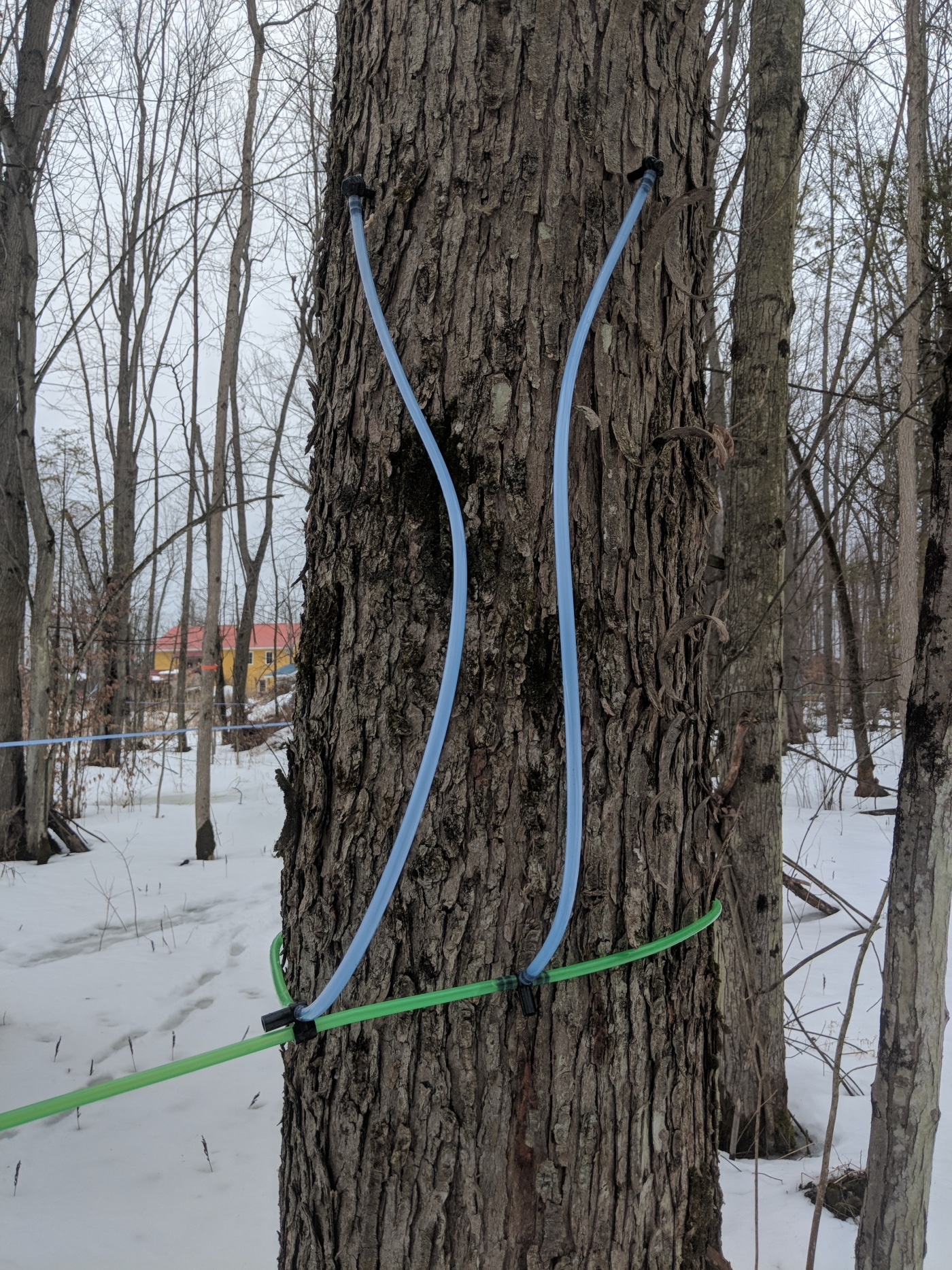 tapping big leaf maple trees