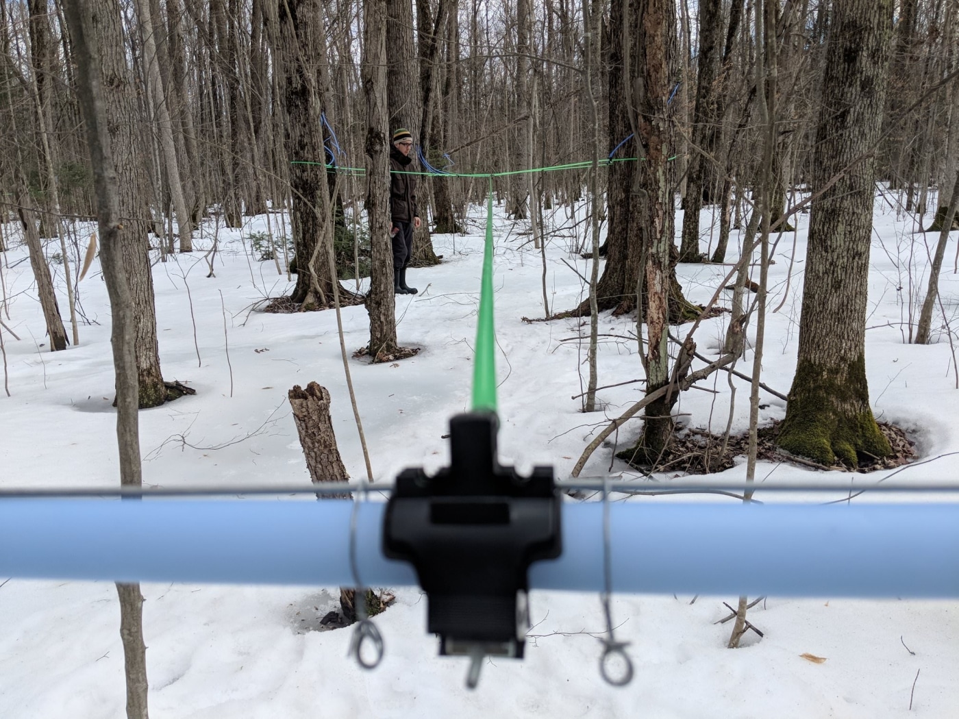 Tradition of Tapping Maple Trees Given an Epic DIY Upgrade