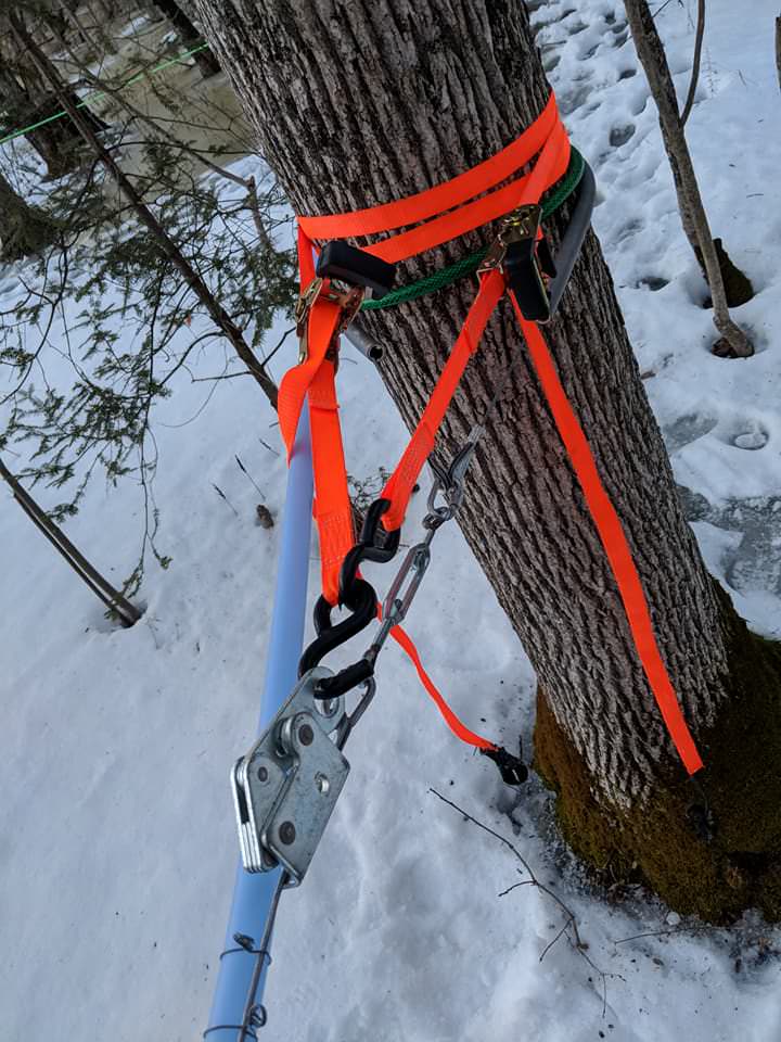 How to Tap a Maple Tree