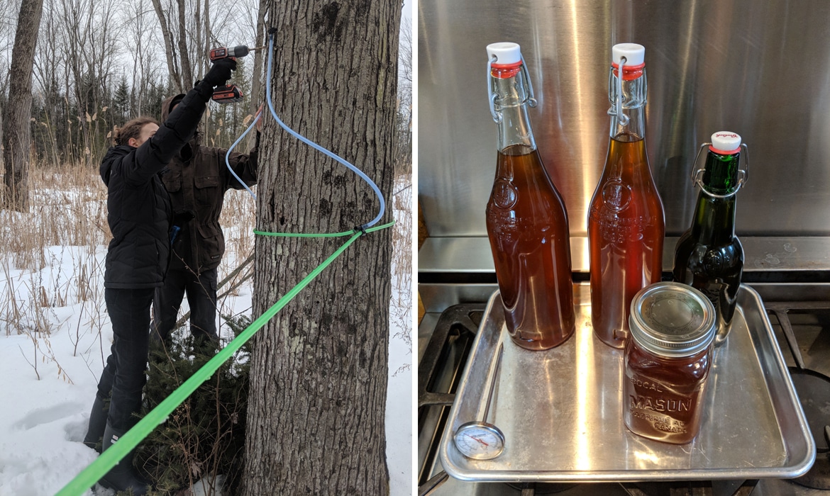 Maple Tapping