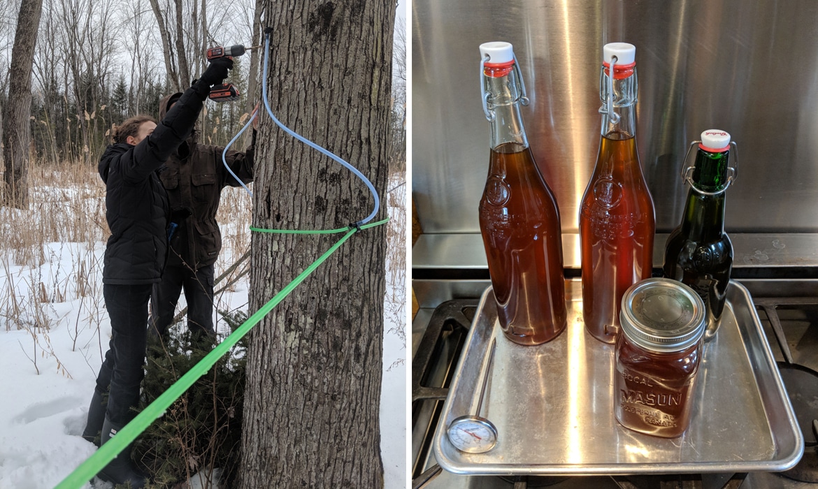 tapping big leaf maple trees