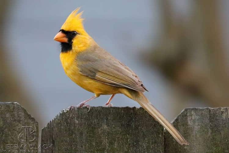 Rare Yellow Cardinal xanthochroism