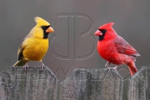 Rare Yellow Cardinal Sighting in Alabama is One in a Million