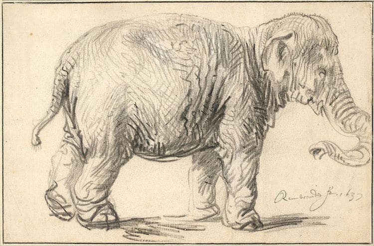 Rembrandt elefante