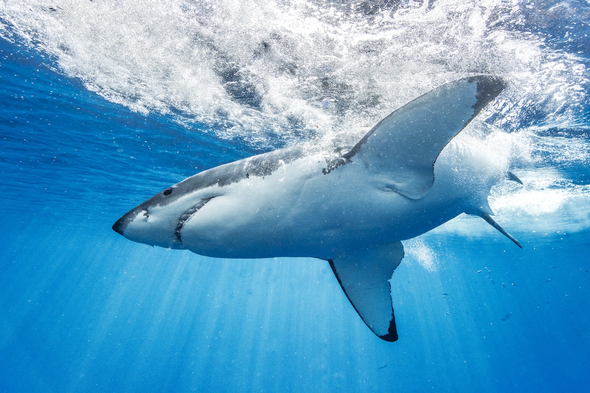 underwater shark photography