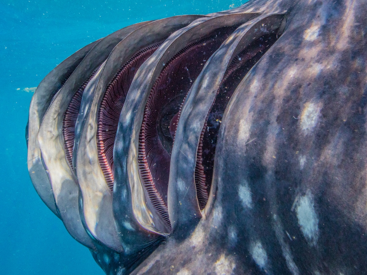 Whale Shark Anatomy