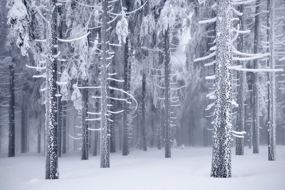 Landscape Photography Series Tells Winter S Tale Of Snowy Forests