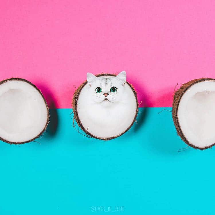 Funny Cat Photos Cats in Food by Ksenia