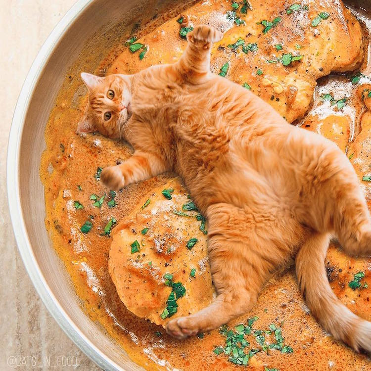 These Funny Cat Photos Are So Cute You Could Just Eat Them Up