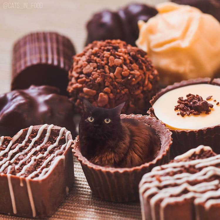Funny Cat Photos Cats in Food by Ksenia